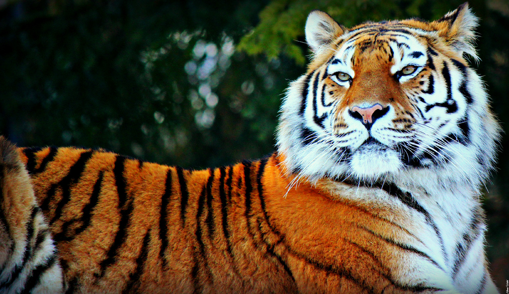 Малайзийский тигр